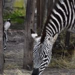 Steppezebra Böhm zebra